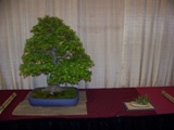 Professional bonsai exhibit MABS 2011 PIE